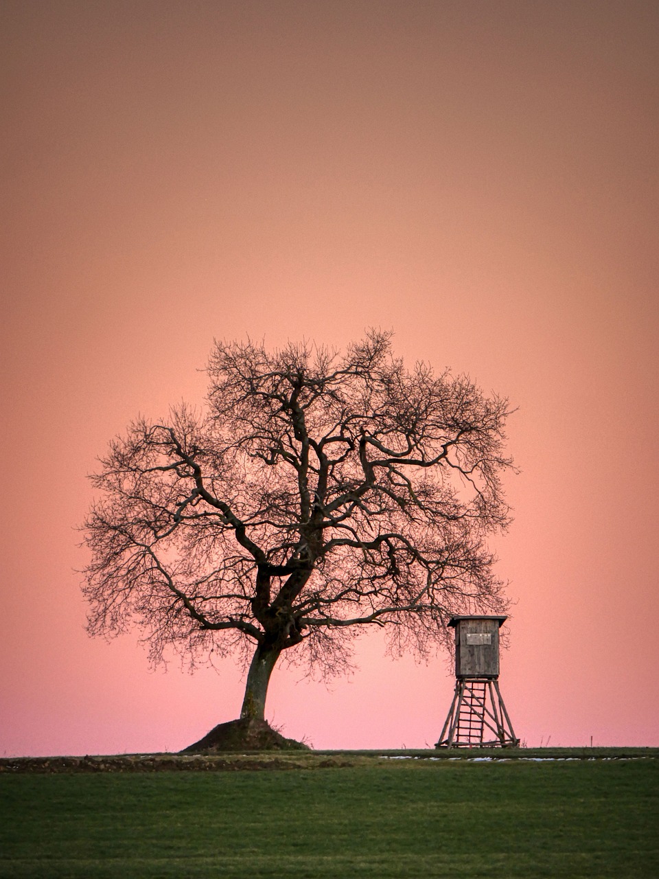 tree, meadow, nature